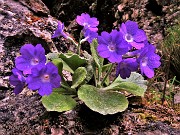 Primula albenensis (Primula del Monte Alben) – 12magg22-FOTOGALLERY